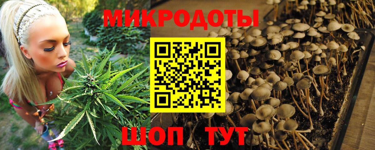 Псилоцибиновые грибы Psilocybine cubensis Томск
